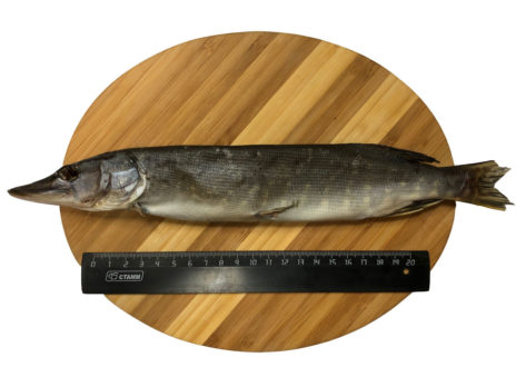 Рыба Щука-травянка вяленая (500 гр.)